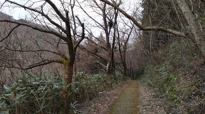 🌳 느티나무 숲(케야키노모리)